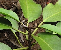 Rockia sandwicensis