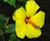 Sabdariffa brackenridgei