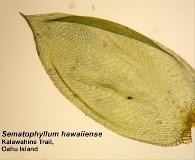Sematophyllum hawaiiense