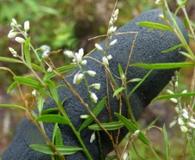 Senega paniculata