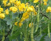 Senna surattensis