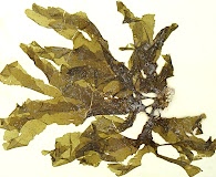 Spatoglossum macrodontum