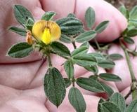 Stylosanthes viscosa