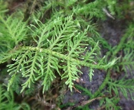Thuidium cymbifolium