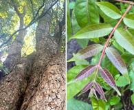 Toona ciliata
