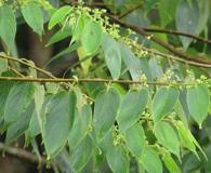 Trema orientale