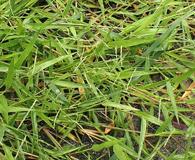 Urochloa distachyos